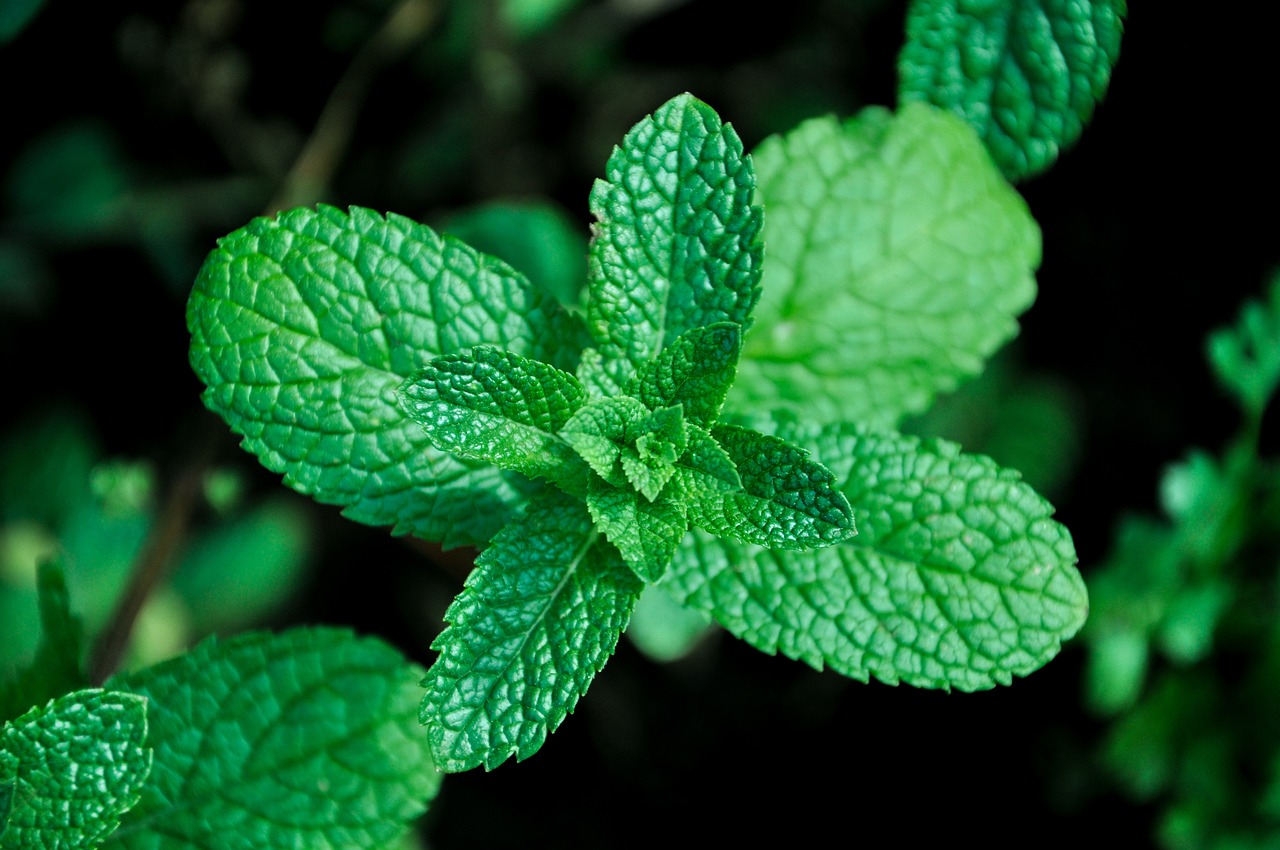 How To Grow Mint Indoors: Understanding The Benefits