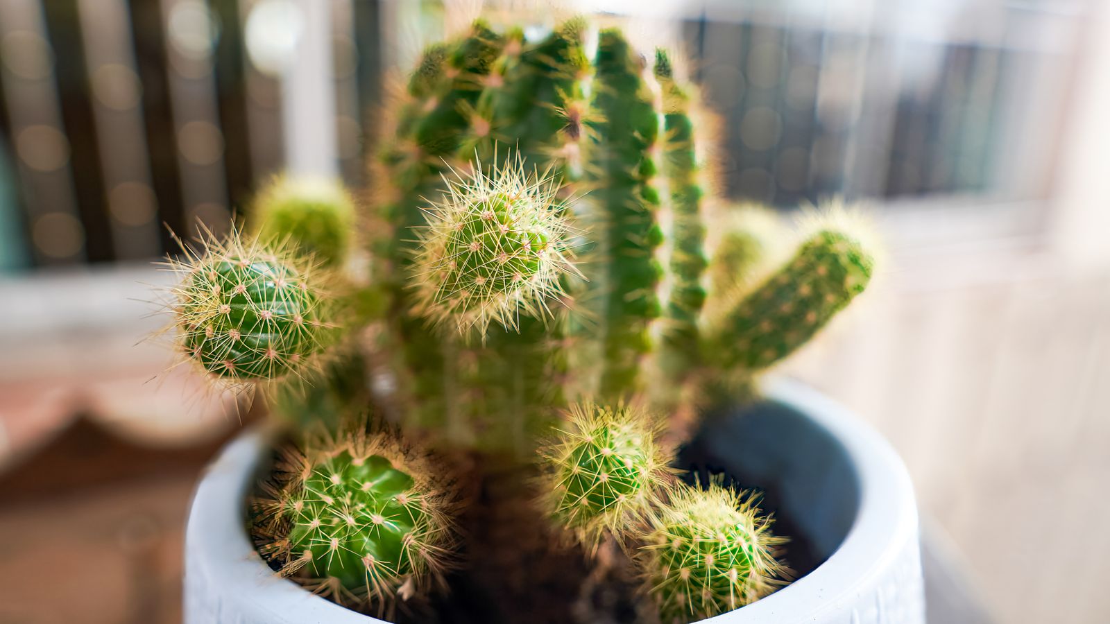 Prickly Mayor Bans Cactus Plants In Buildings | World News